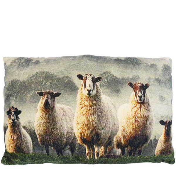 Samt Kissen Schaf, neugierige Schafe im Gras, 40x60cm, Mars &amp; More