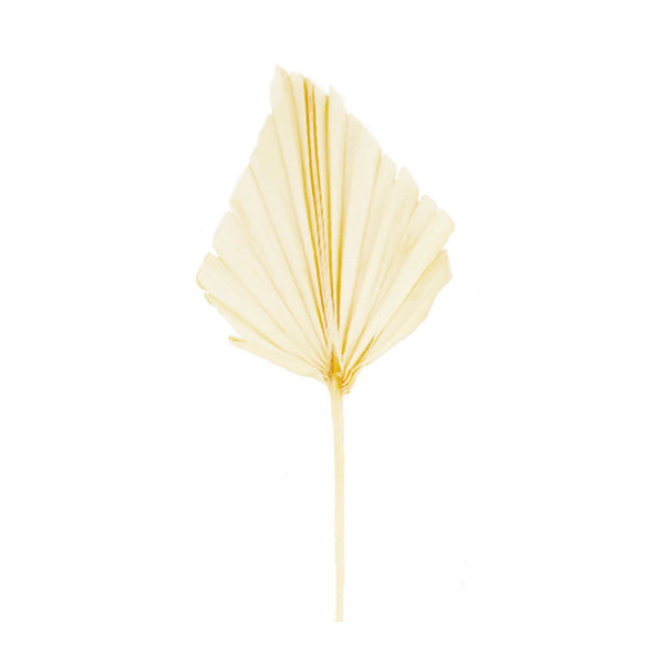 Palm Blatt Natur, 30cm, gebleicht, 4St/Pack, DIJK Natural Collections