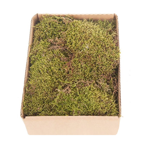 Natur Moos grün, Plattenmoos grün, 150gr/Box, DIJK Natural Collections